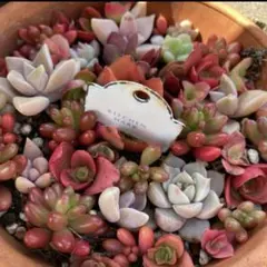 多肉植物カット苗