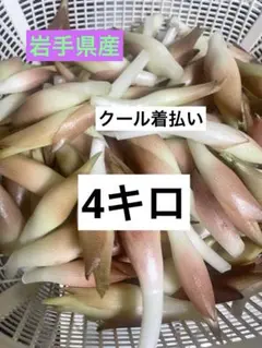 採れたて 野生 みょうが 即日発送 約400グラム以上 | Mercari