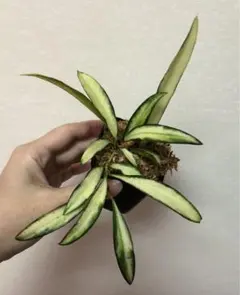 Pikake様 リクエスト 3点 まとめ商品