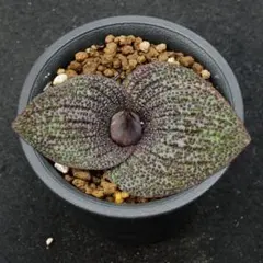 カカシ様 リクエスト 2点 まとめ商品