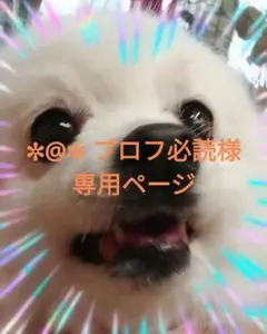 2026年最新】うんコロキャッチの人気アイテム - メルカリ