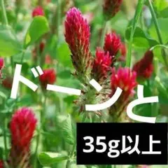 ＜種＞35ｇ　クリムゾンクローバー　シストル　クリムソンクローバー