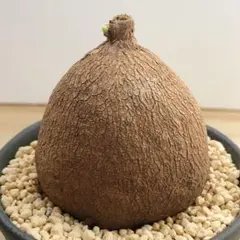 ステファニア エレクタ