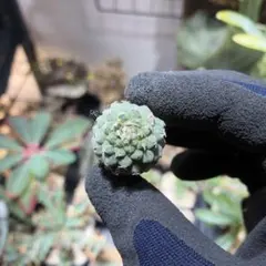 2025年最新】菊水 サボテンの人気アイテム - メルカリ