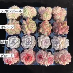 ぶ*♪様 4種類セット E0006×16苗 土付き 多肉植物 エケベリア 韓国苗
