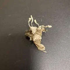 Item thumbnail for item 96e8db54-be9e-4c40-a793-26a9870ccce7