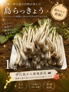 沖縄県伊江島産 島らっきょう 1kg 産地直送のサムネイル