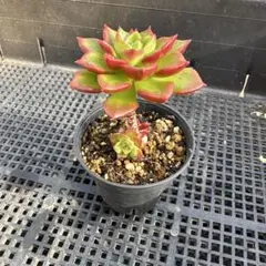 Wonwoo様 リクエスト 5点 まとめ商品