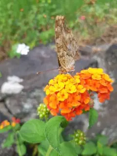 AngelE様 リクエスト 3点 まとめ商品