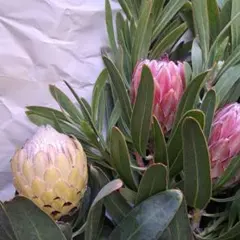 2025年最新】プロテア スサラの人気アイテム - メルカリ