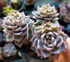 2026年最新】ミックスベリア 桃染華の人気アイテム - メルカリ