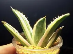 6123 チタノタスナグルトゥース　多肉植物 ハオルチア アロエ