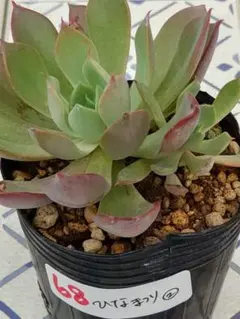 68 ひなまつり②／ミックスベリア　多肉植物
