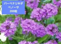 わくわく様 リクエスト 2点 まとめ商品