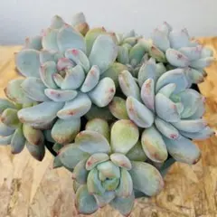 ちょこたん様 リクエスト 2点 まとめ商品