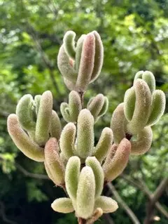 新入荷　ドロサンテマム　ダイヤモンド　根付き　I苗　多肉植物　撮影7月13日のサムネイル