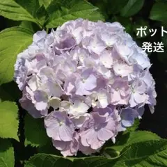 2026年最新】アジサイ 苗 輸入の人気アイテム - メルカリ