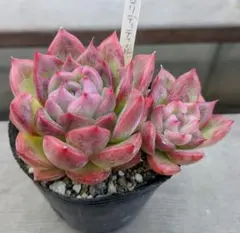 2026年最新】フロリディティの人気アイテム - メルカリ