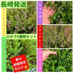 水上葉 ロタラ 5種類 セットのサムネイル