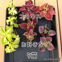 苗】コリウス お好きな3苗 - メルカリ