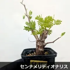 2026年最新】観葉植物 塊根植物・コーデックスの人気アイテム - メルカリ