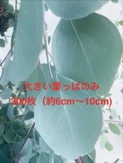 葉っぱ　＊大・特大(6cm〜10cm)ユーカリポポラス 200枚