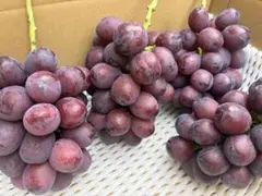 朝採れ 贈答品質 クイーンルージュ、ナガノパープル （1kg以上