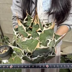 835 アガベ チタノタ 白鯨超大株 包葉株 ホイルタイプ コレクション株