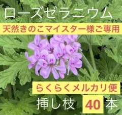 天然きのこマイスター様ご専用 ローズゼラニウム 40本