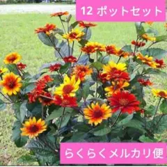 宿根　ヒメヒマワリ　ブリーディングハーツ　らくらくメルカリ便 宿根ヒメヒマワリ ブリーディングハーツ 12ポットセット らくらく