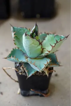 ぎん様 リクエスト 2点 まとめ商品