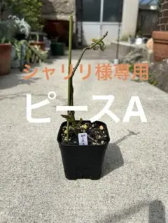 シャリリ様専用出品