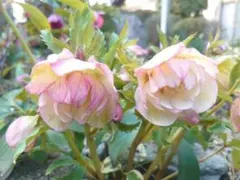 amu・ami様 リクエスト 2点 まとめ商品