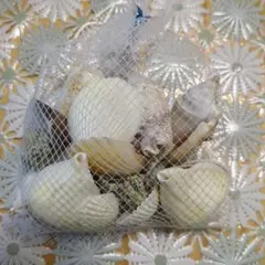貝殻セット インテリア装飾用