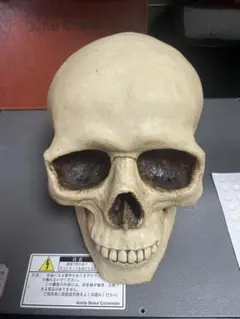 スカル貯金箱 クリーム色