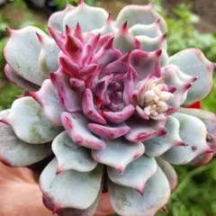 2026年最新】ストロベリーミルククラウンの人気アイテム - メルカリ