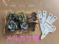2026年最新】優木園 雪蜂の人気アイテム - メルカリ
