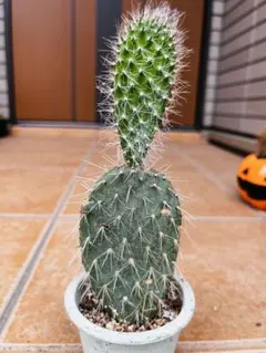 2025年最新】ガラパゴス サボテンの人気アイテム - メルカリ