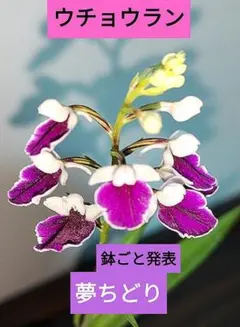 ウチョウラン　夢ちどり　山野草　野生蘭　多年草　　　鉢ごと発送　このまま飾れるのサムネイル
