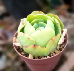 Min−Min様 リクエスト 5点 まとめ商品