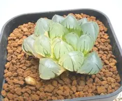 ハオルチア オブツーサ錦　水中月③