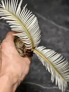 2025年最新】ソテツの人気アイテム - メルカリ