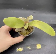 2025年最新】akki ビカクシダの人気アイテム - メルカリ