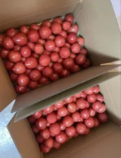 【安売り】訳あり 小玉トマト 3キロ 桃太郎トマト 野菜 規格外野菜 トマト