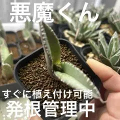 BAKEMONO OC子株　アガベ　抜き苗配送 アガベ チタノタ 悪魔くん 子株 極狂鋸歯 発根済み 抜き苗発送 - メルカリ