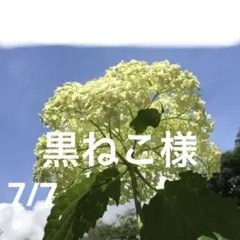黒ねこ様