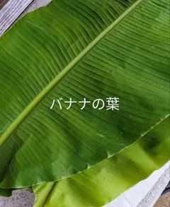 農薬不使用バナナの生葉200グラムくらいのサムネイル
