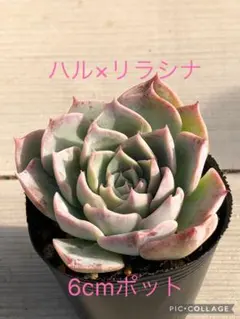 user_1c472007様 リクエスト 2点 まとめ商品