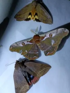 標本アート　ヒメクジャクヤママユ×シダーローズ 標本アート ヒメクジャクヤママユ×シダーローズ 2025年最新】標本