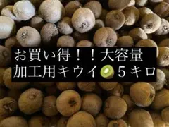 加工用キウイ 5キロ　在庫現品限り